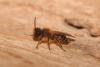 Andrena flavipes